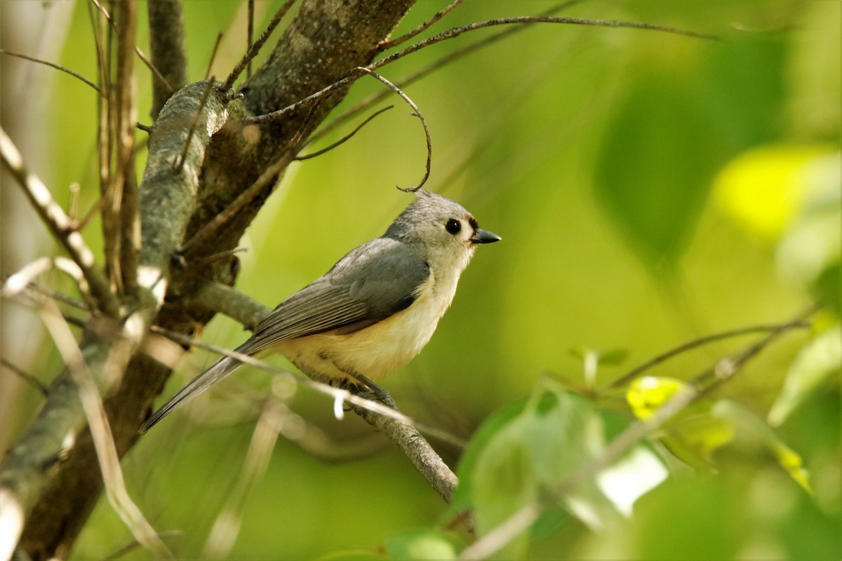 Tufted Titmouse - ML222054991