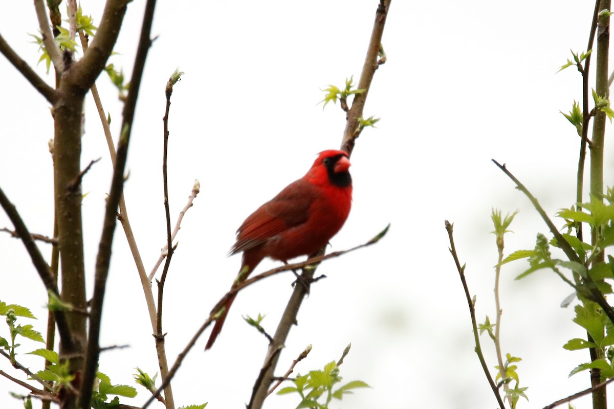 Northern Cardinal - ML222055631