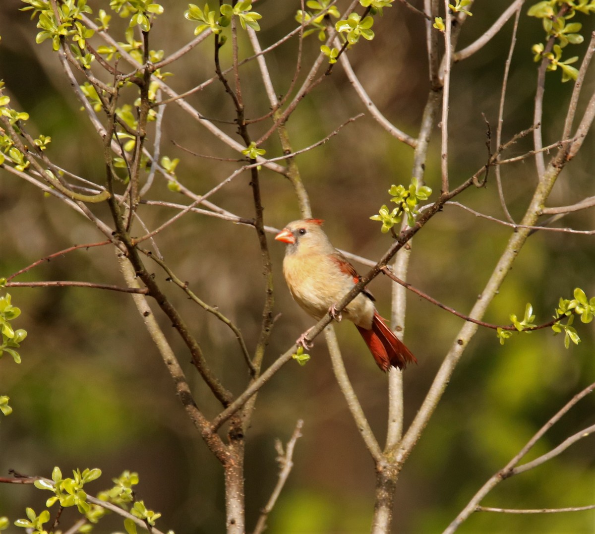 Northern Cardinal - ML222055641