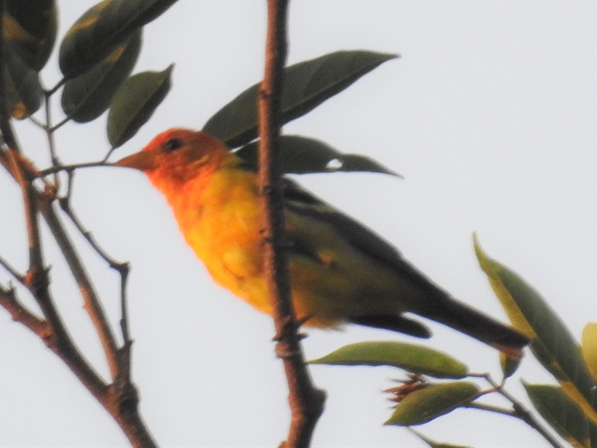 Western Tanager - ML222056311