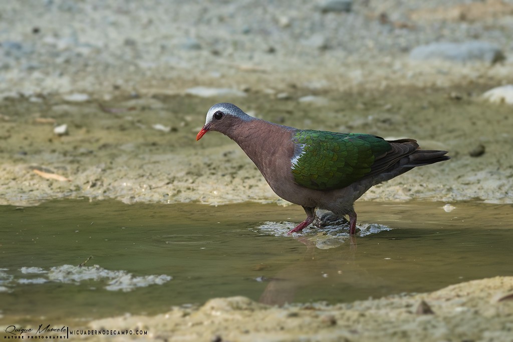 Asian Emerald Dove - ML222056601