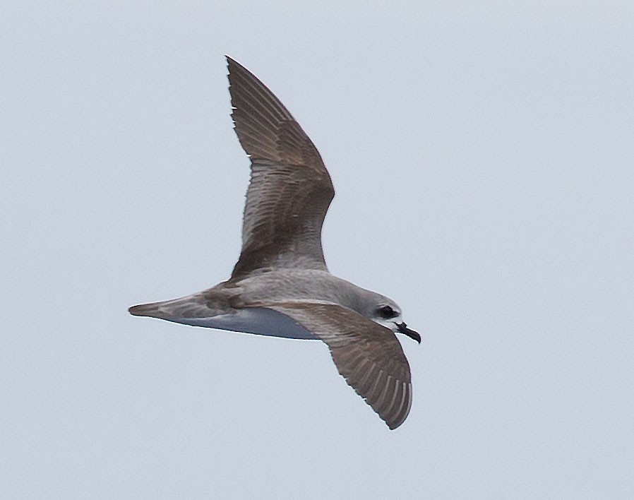 Cook's Petrel - Elliot Leach