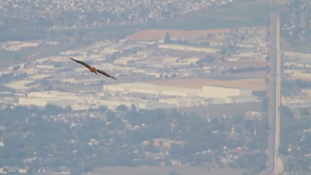 Red-tailed Hawk (calurus/alascensis) - ML222057521