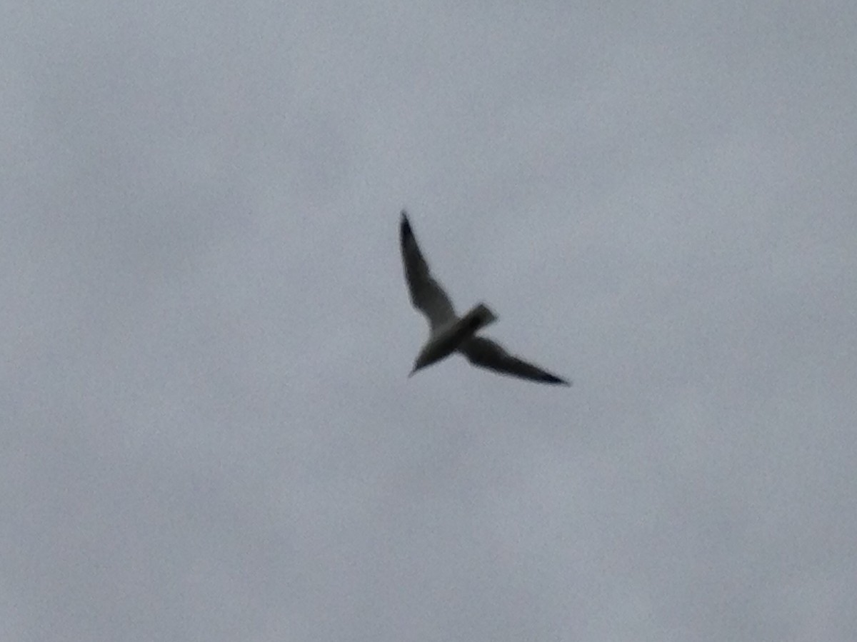 Ring-billed Gull - ML22205771