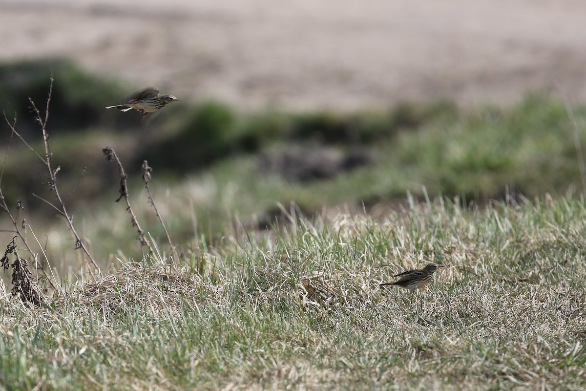 Pipit farlouse - ML222057881