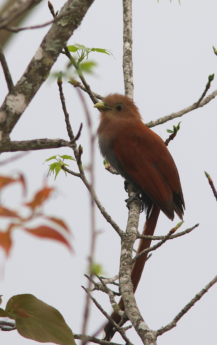 Squirrel Cuckoo (Middle America) - ML222058771