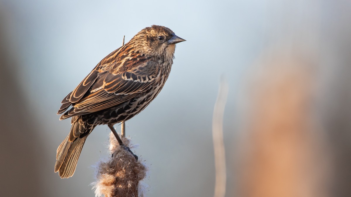 Red-winged Blackbird - Mason Maron