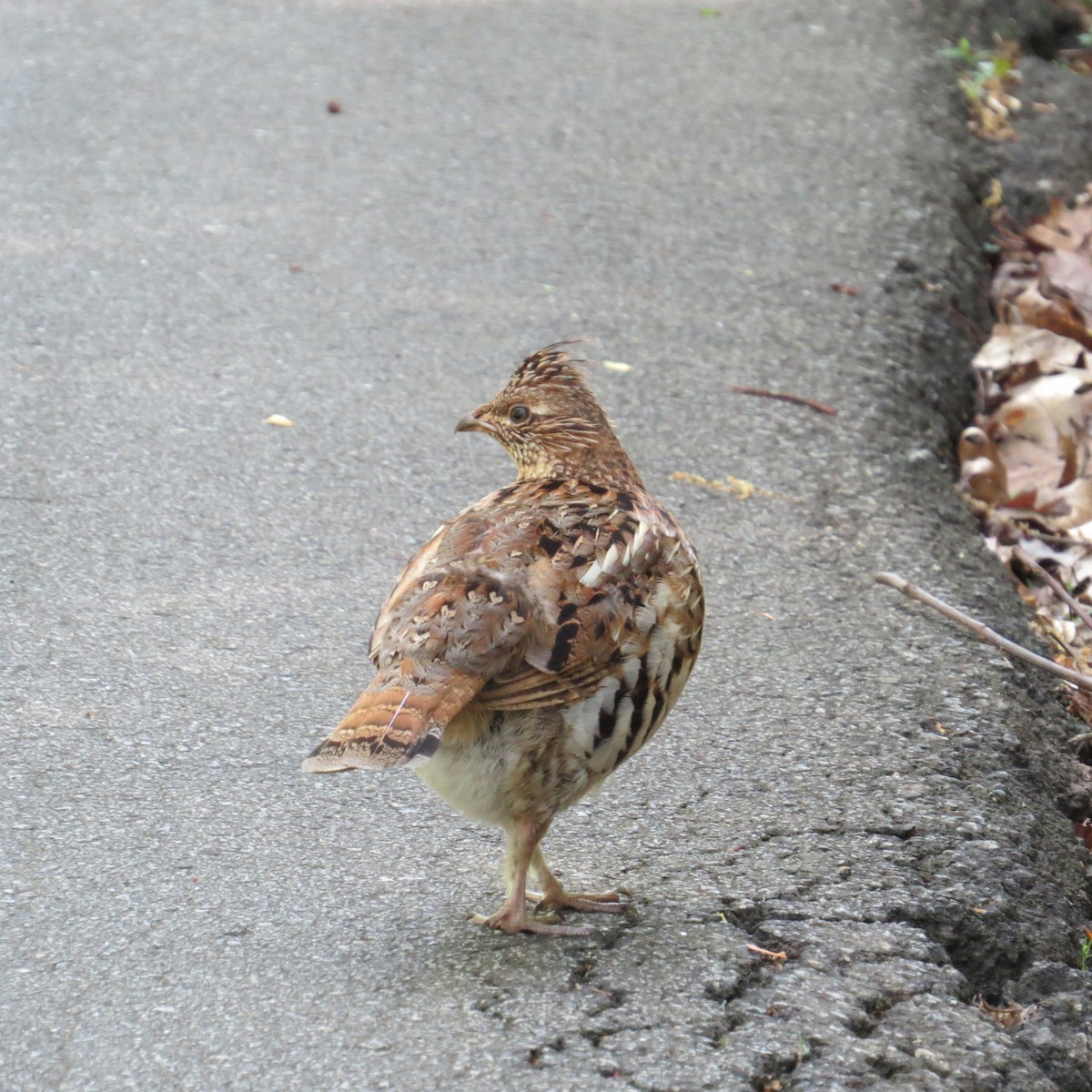 Ruffed Grouse - Kevin Burke