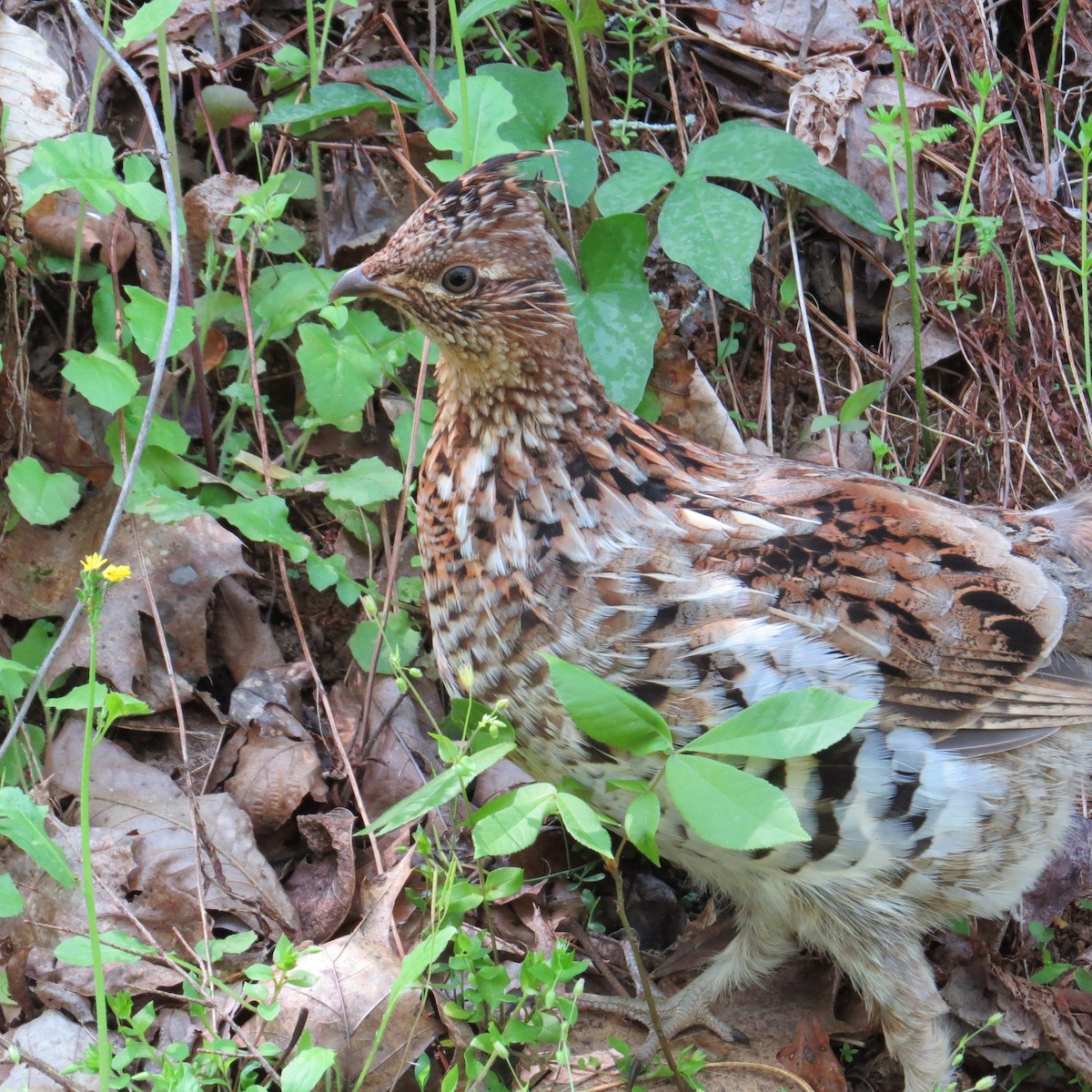 Ruffed Grouse - Kevin Burke