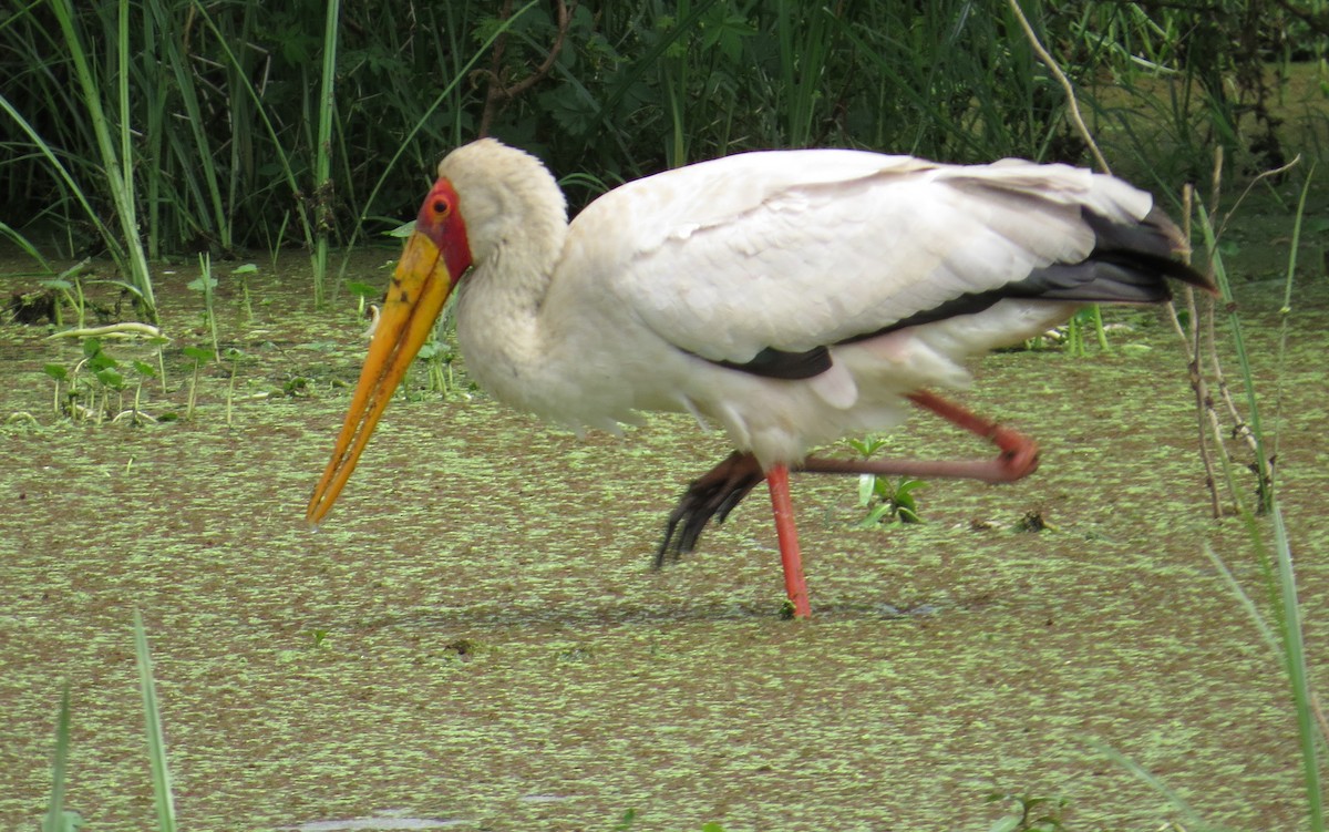 Yellow-billed Stork - Adam Kent