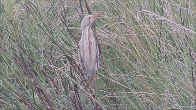 Stripe-backed Bittern - ML222062621