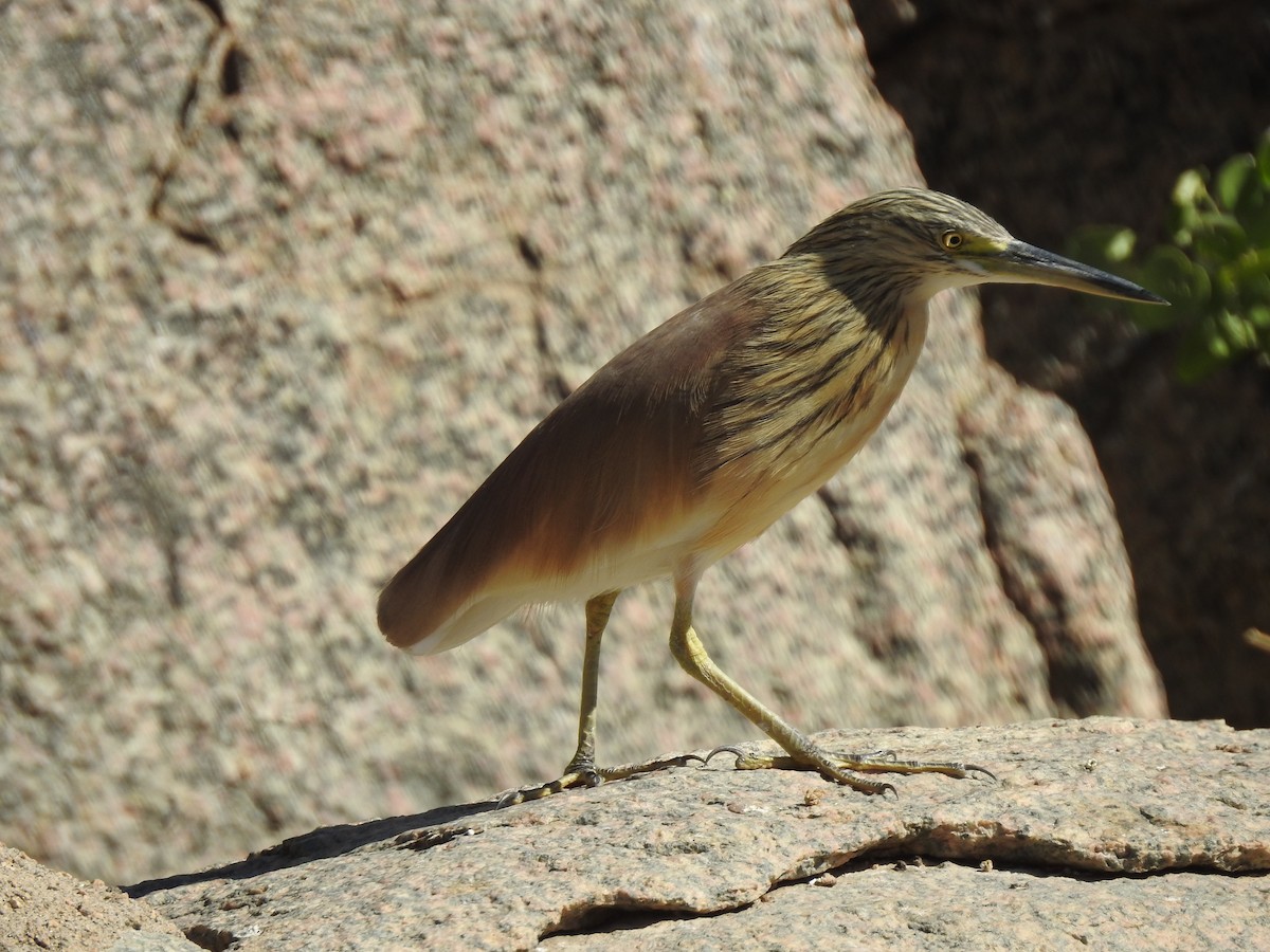 Squacco Heron - ML222062691