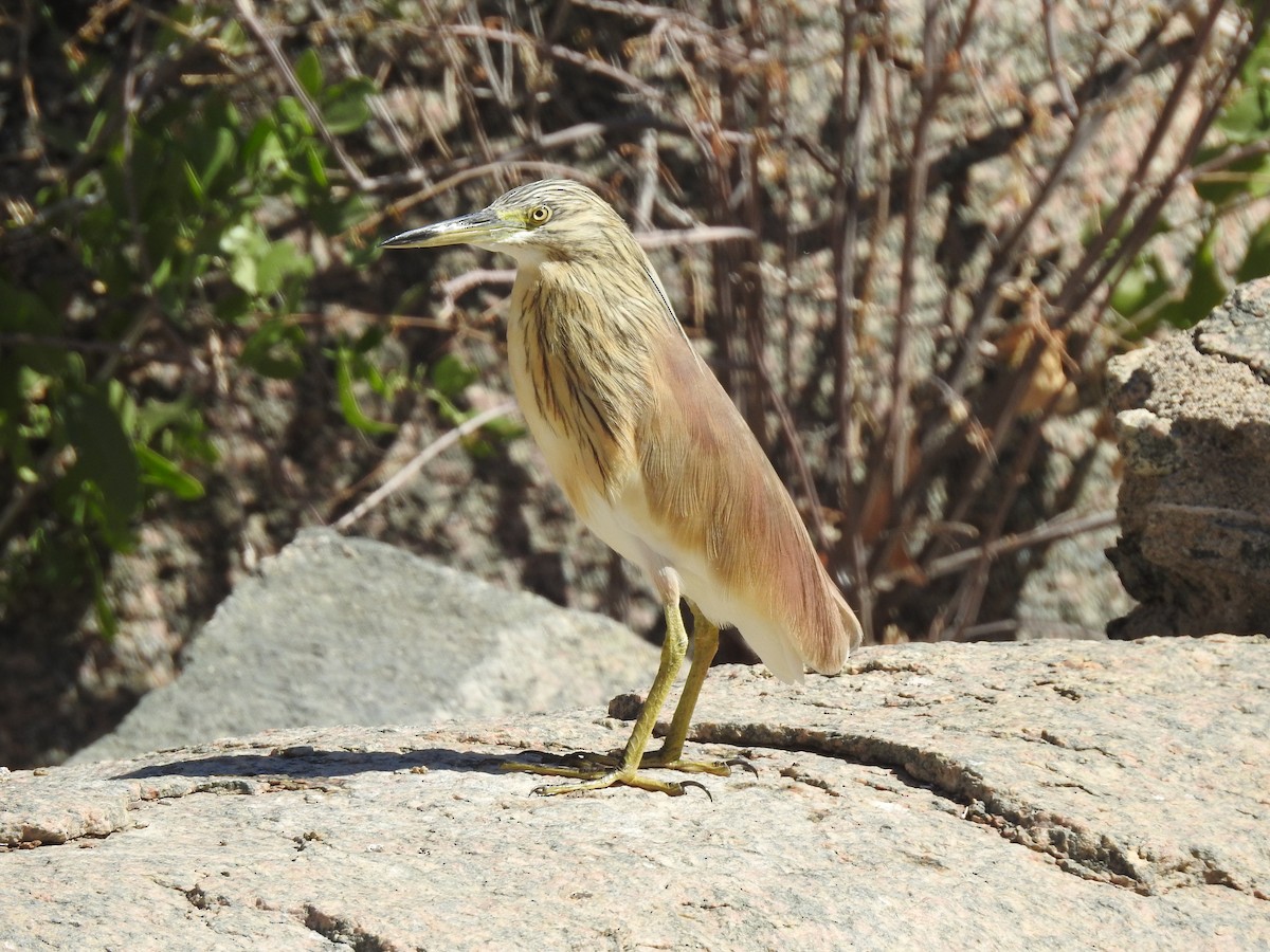 Squacco Heron - ML222062701