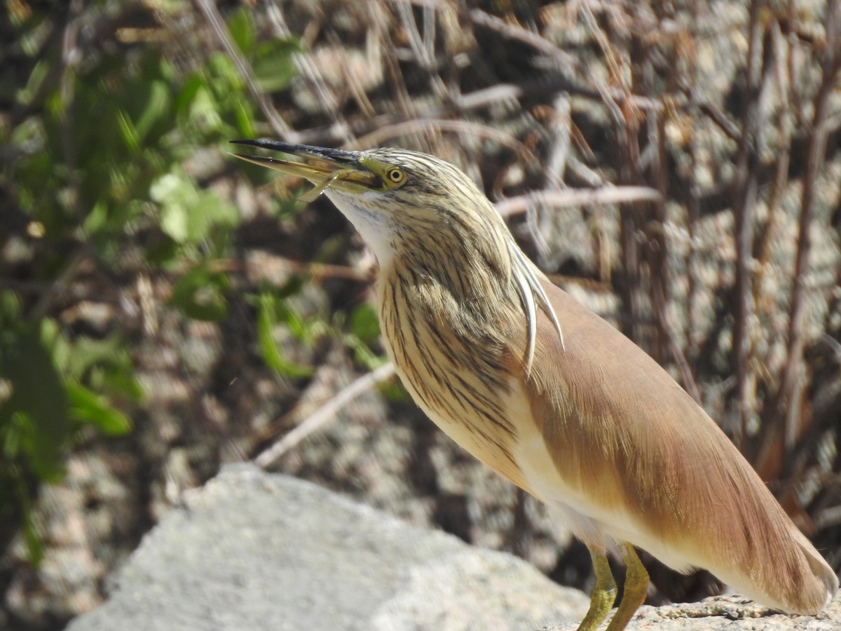 Squacco Heron - ML222062771