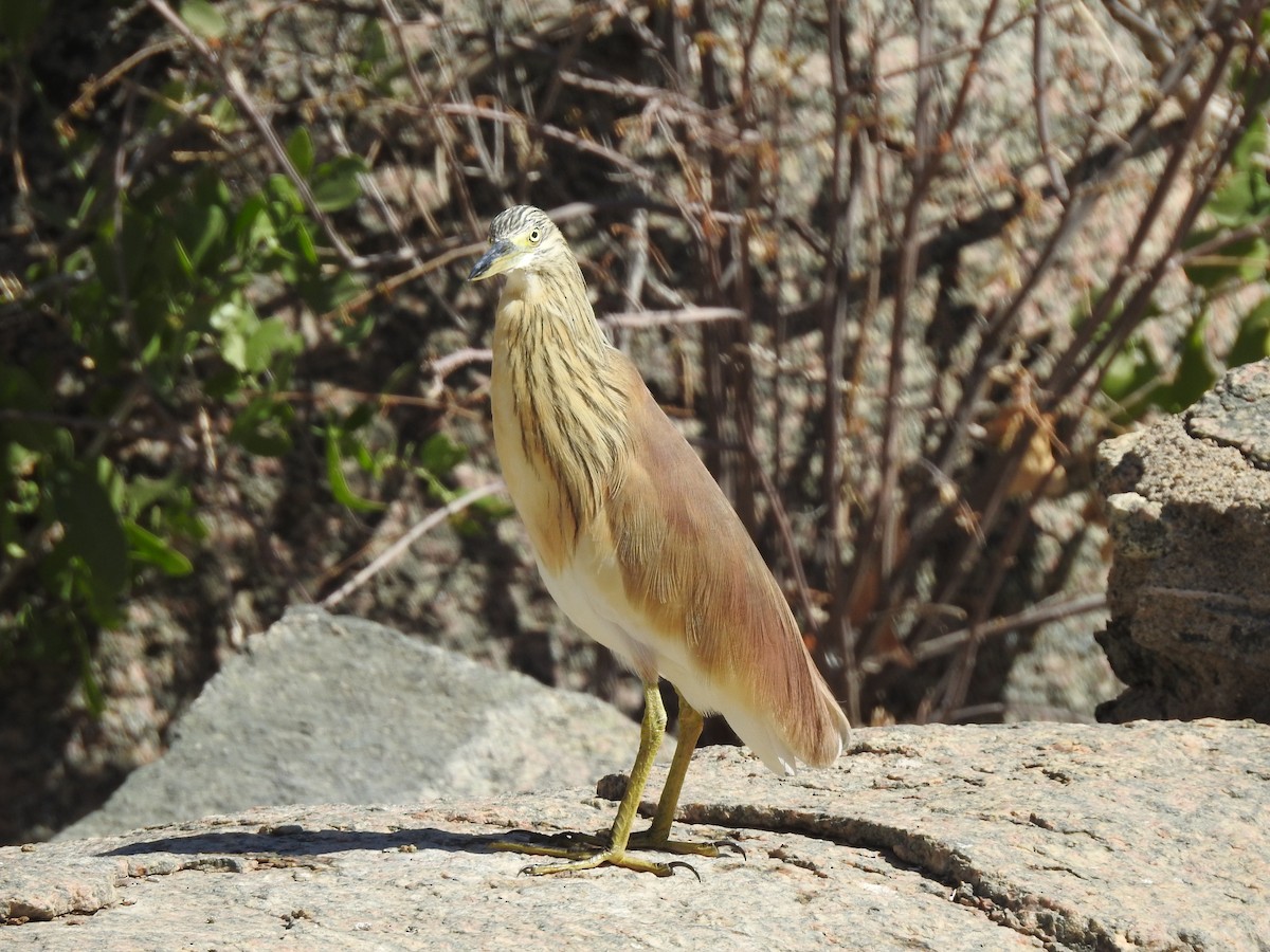 Squacco Heron - ML222062811