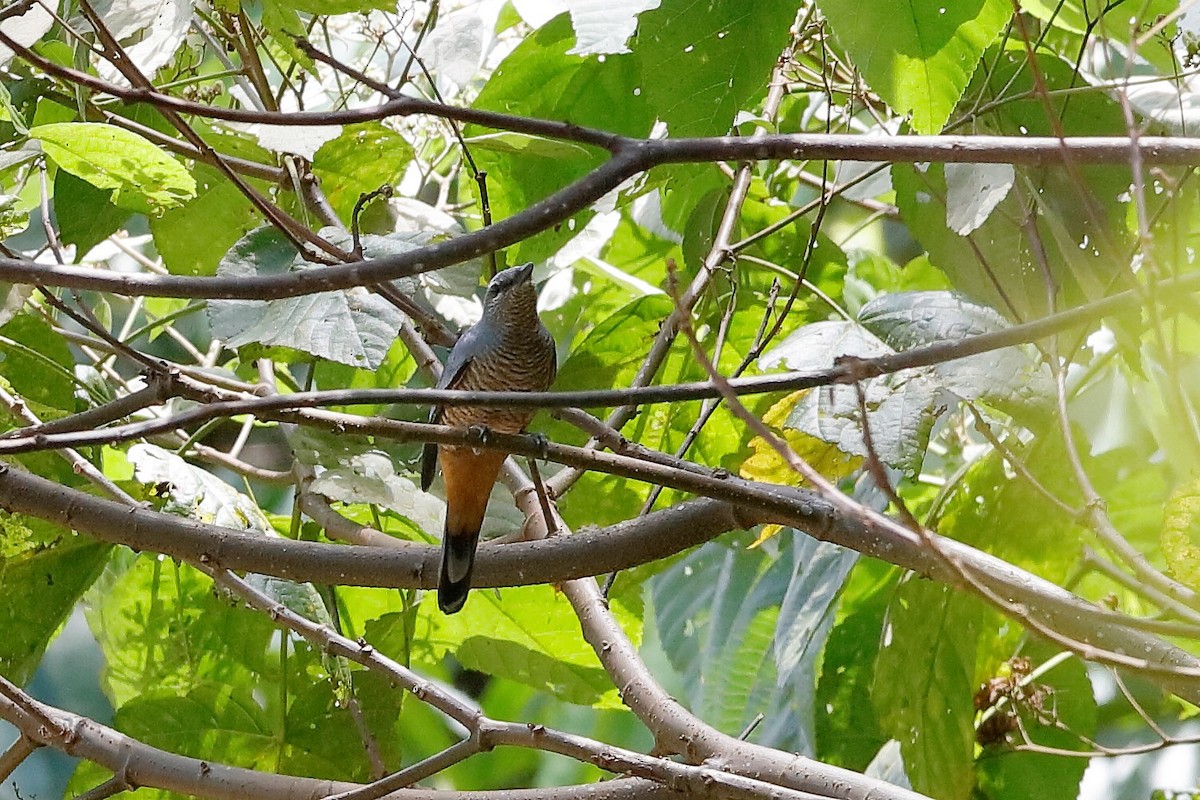 Sulawesi Cicadabird - ML222062931