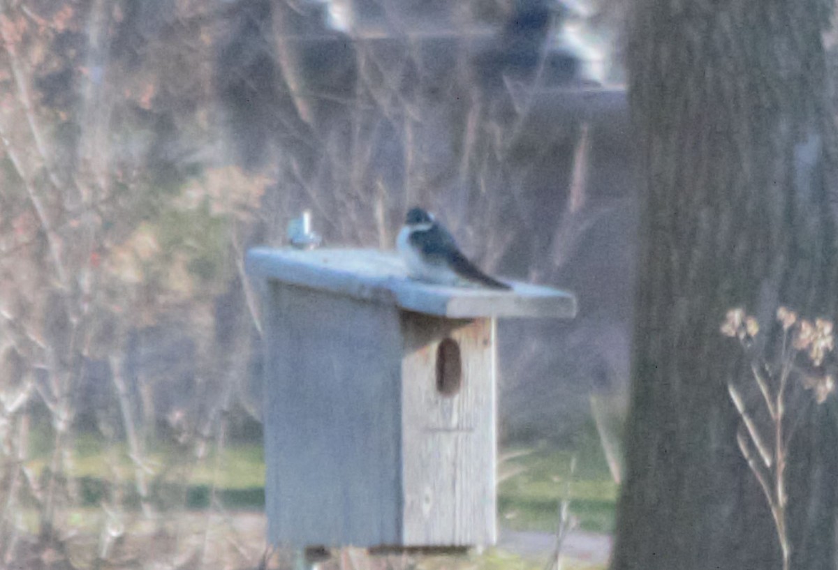 Tree Swallow - 🦅 ꙅɒᴎoɔiʜƆ ʏɔɒɿT 🦃