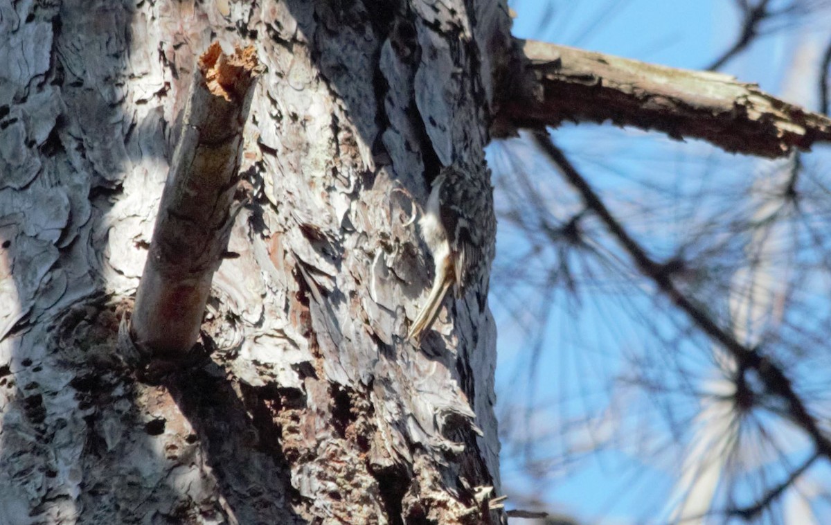 Brown Creeper - ML222063341