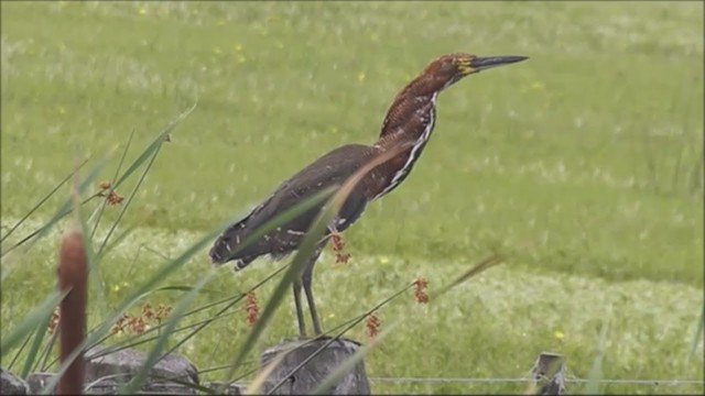 Rufescent Tiger-Heron - ML222063671