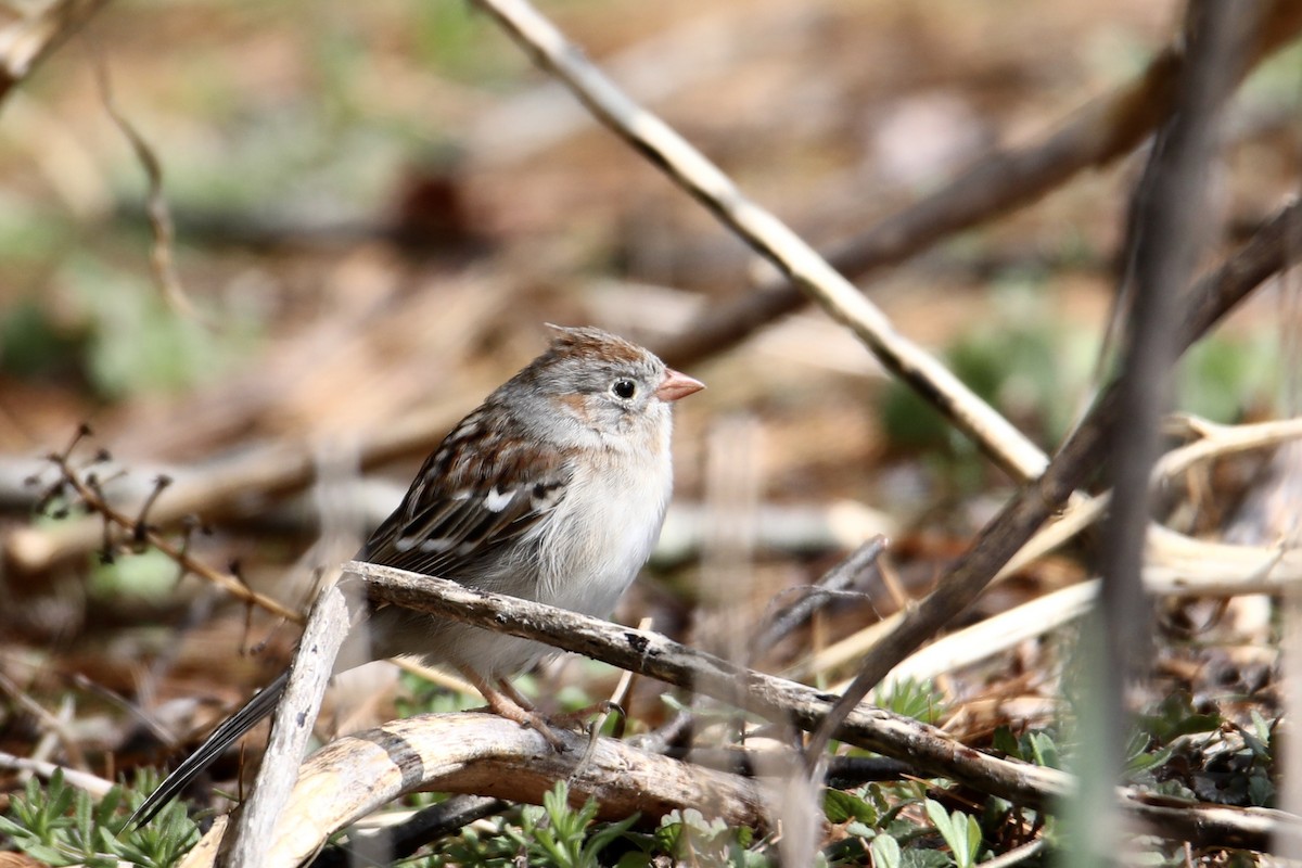 Field Sparrow - Gustino Lanese