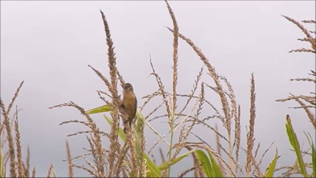 Rusty-collared Seedeater - ML222063831