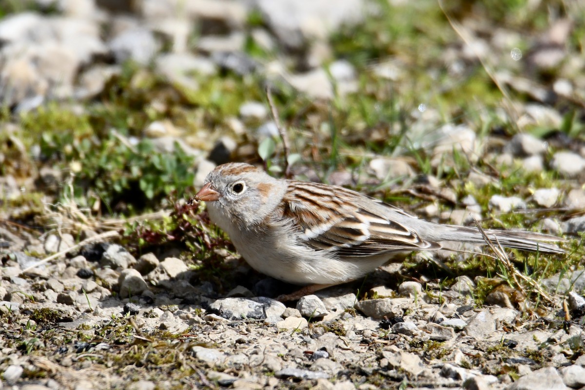 Field Sparrow - Gustino Lanese