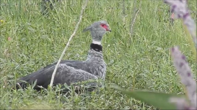 Kolyeli Figankazı - ML222063921