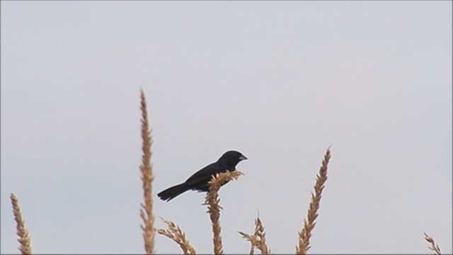Blue-black Grassquit - ML222063961