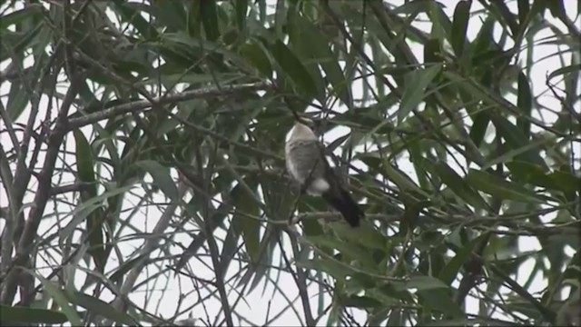 Colibrí de Barbijo - ML222064631