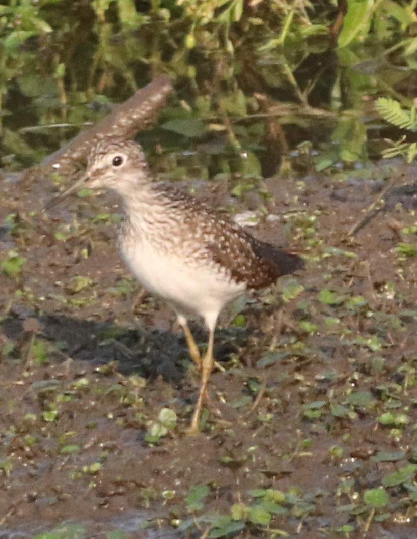 Solitary Sandpiper - ML222064701