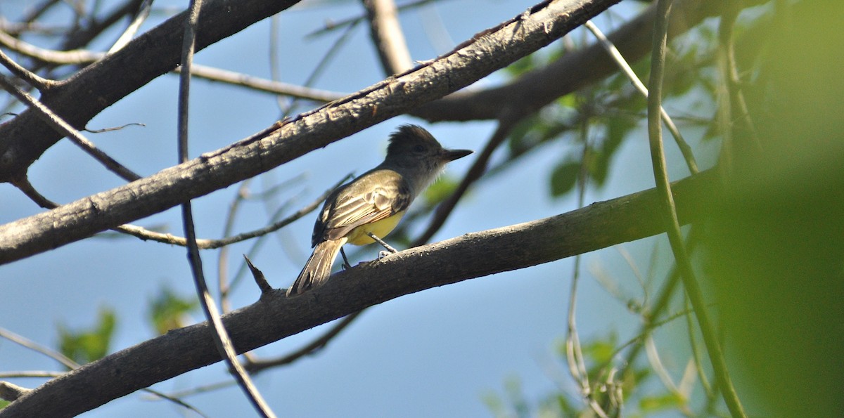 Brown-crested Flycatcher - ML22206501