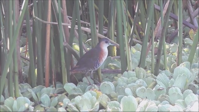 Rufous-sided Crake - ML222065761