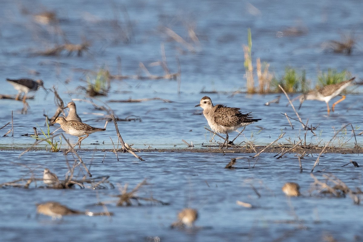 American Golden-Plover - ML222065781