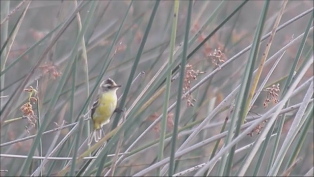 カンムリムシクイタイランチョウ - ML222066281