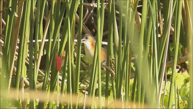 Rufous-sided Crake - ML222066831