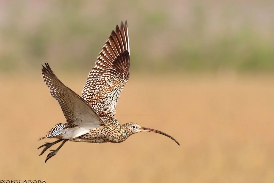 Eurasian Curlew - ML222066941