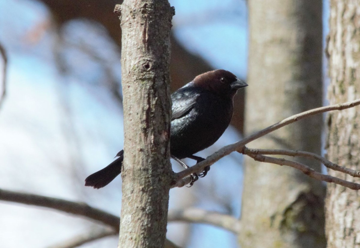 Brown-headed Cowbird - ML222067071