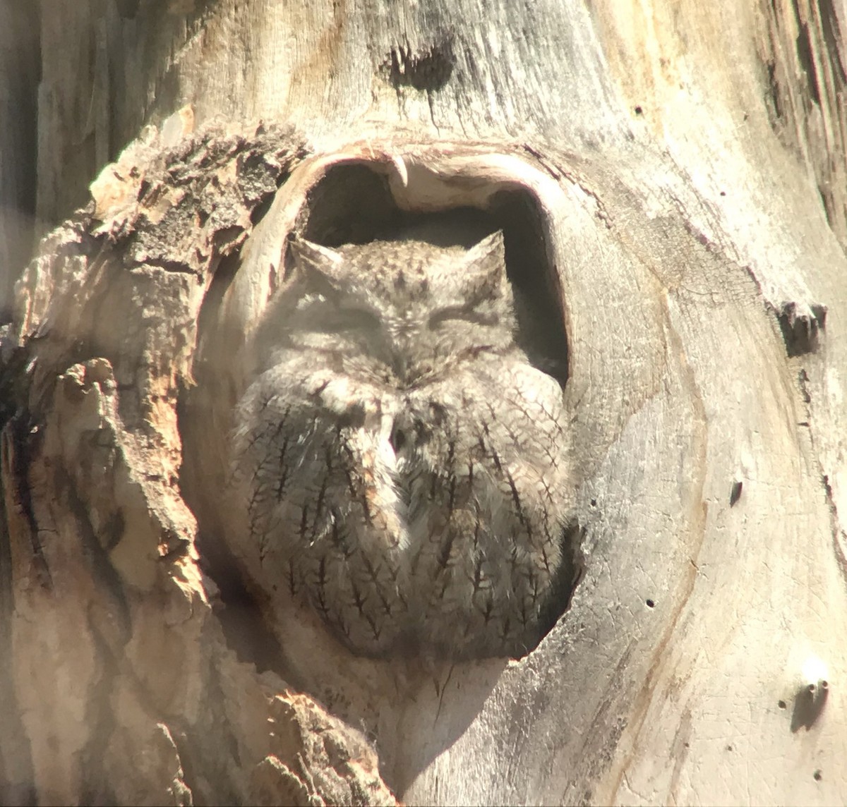 Eastern Screech-Owl - ML222067111