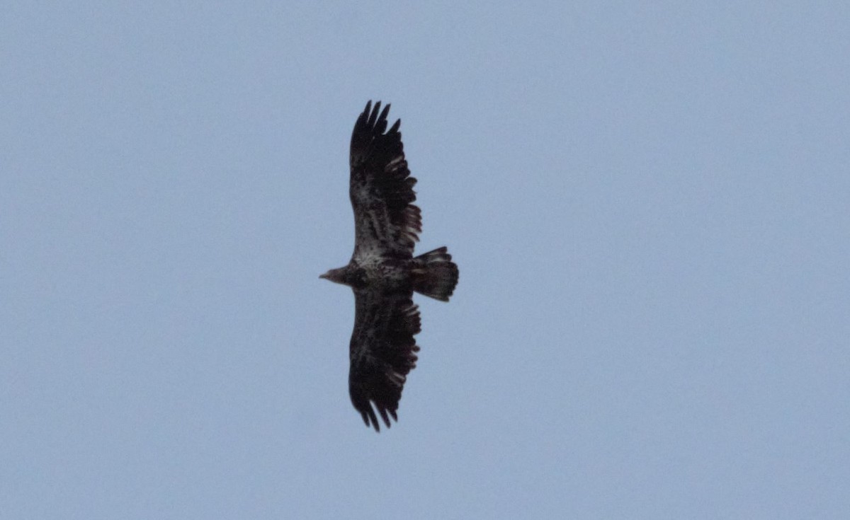 Bald Eagle - ML222067901