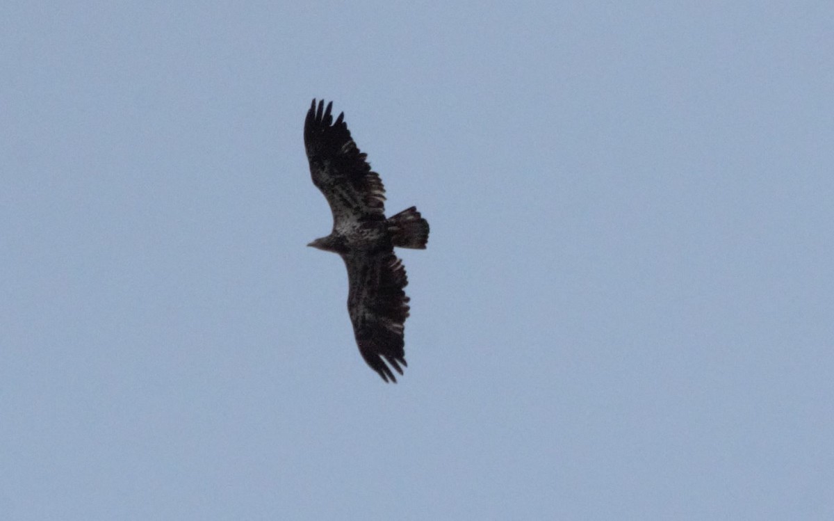 Bald Eagle - ML222067931