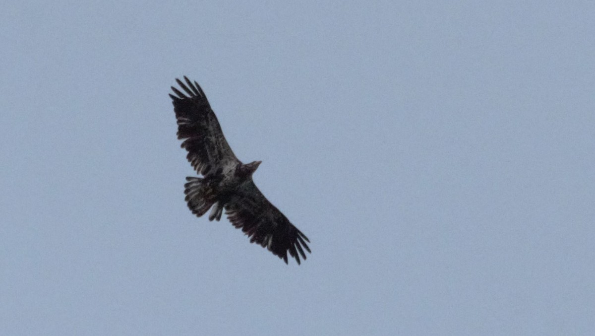 Bald Eagle - ML222067941