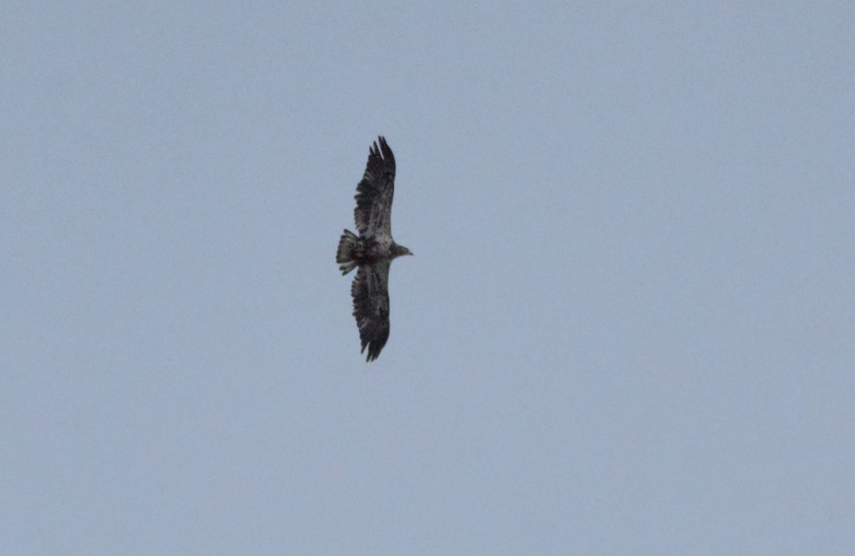 Bald Eagle - ML222068031