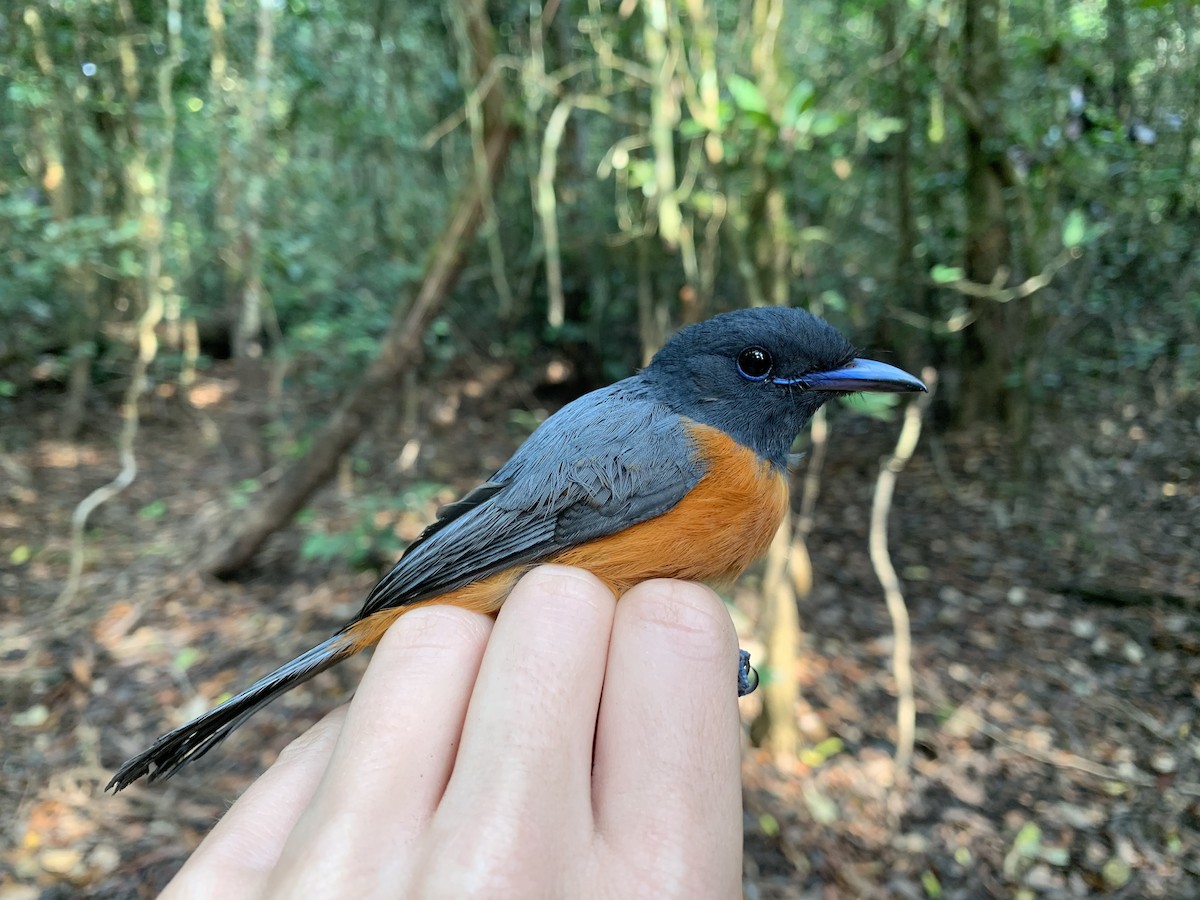 Black-headed Paradise-Flycatcher (Tricolored) - ML222068631