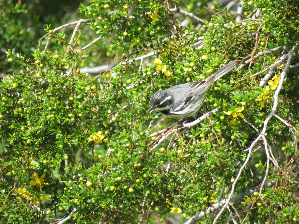 Black-throated Gray Warbler - ML222069721