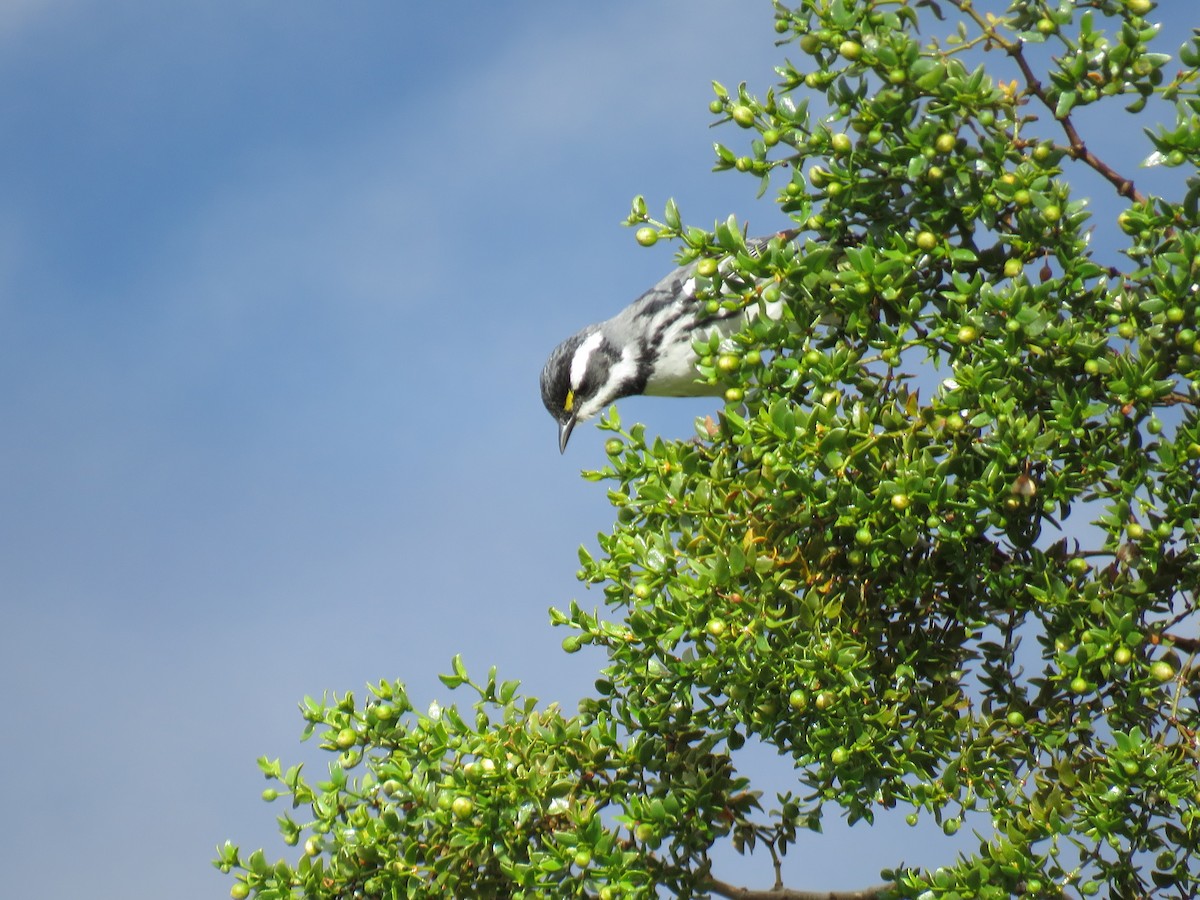 Black-throated Gray Warbler - ML222070001