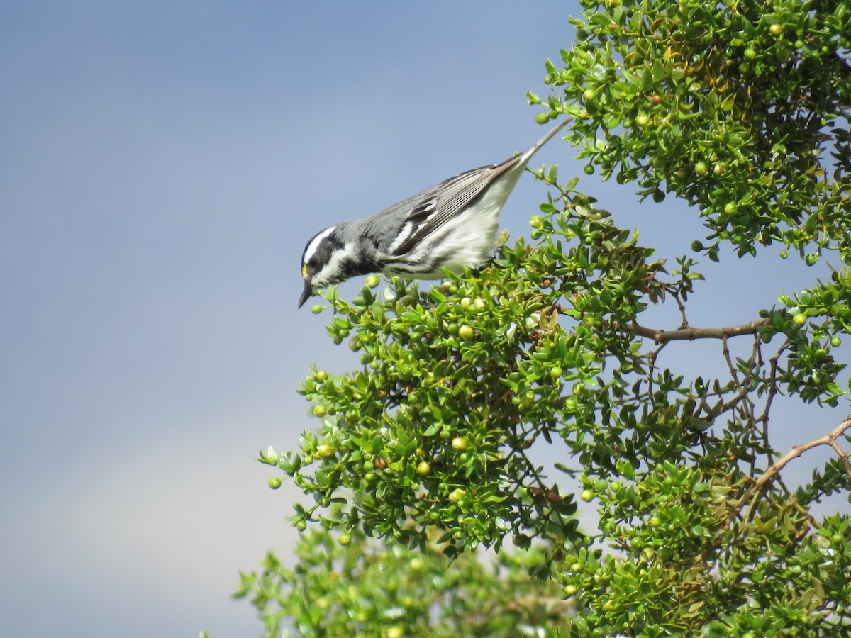 Black-throated Gray Warbler - ML222070181