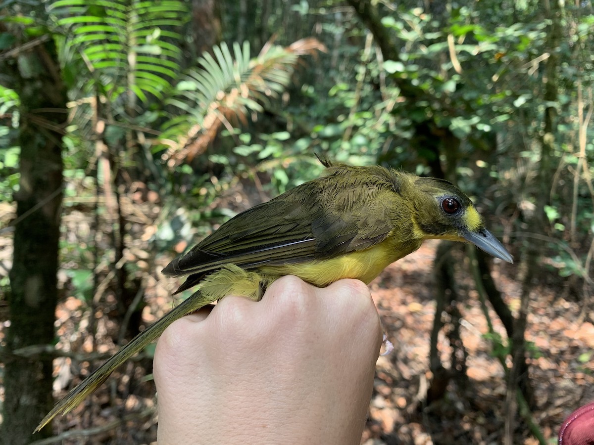 Lesser Bristlebill (Brown-eyed) - ML222070981