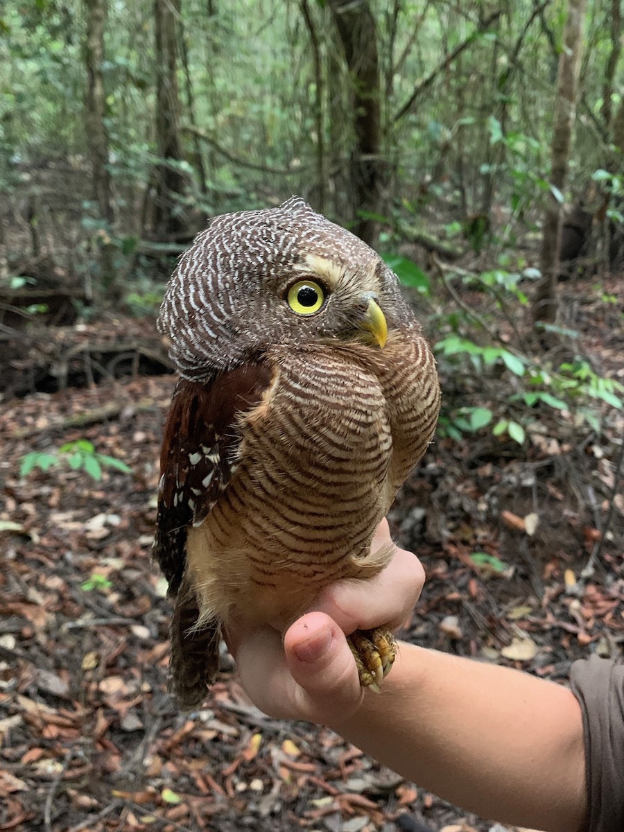 Sjöstedt's Owlet - Billi Krochuk