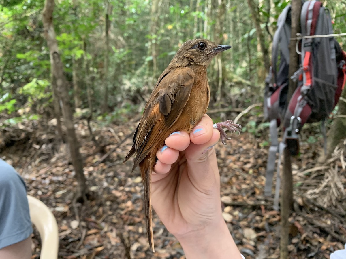 Rufous Flycatcher-Thrush - ML222071021