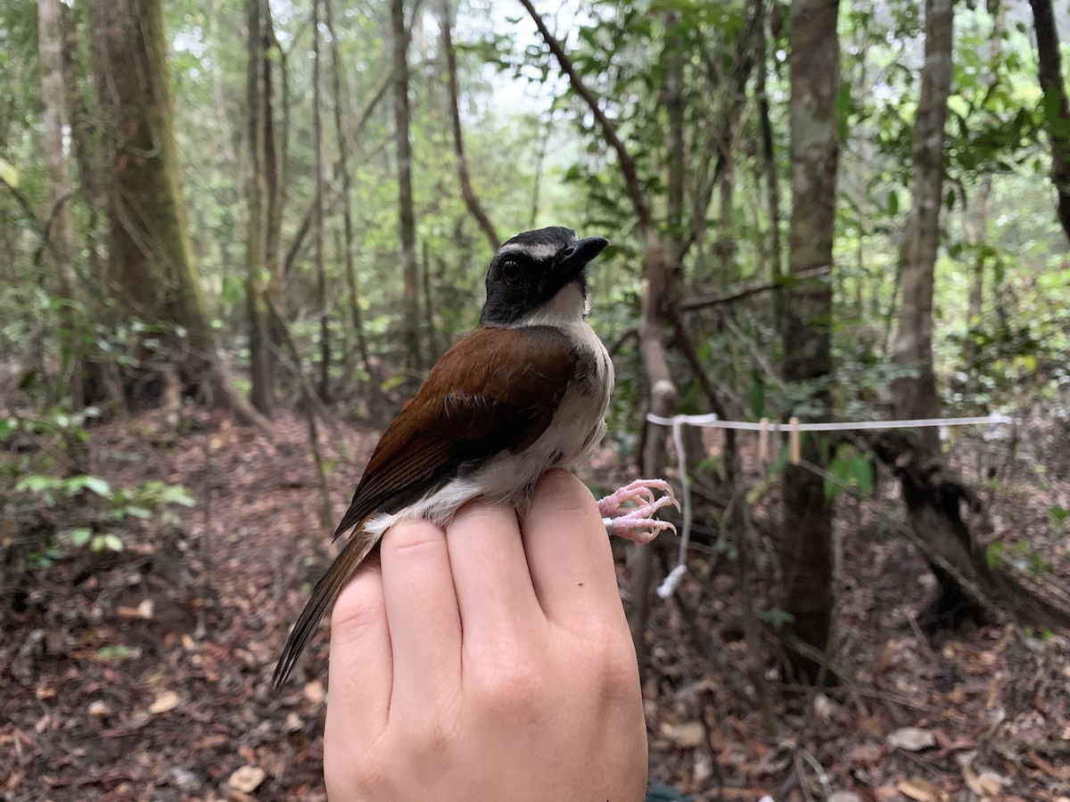 Brown-chested Alethe (Chestnut-backed) - ML222071071